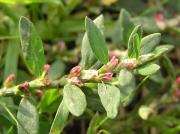 Polygonum aviculare L.